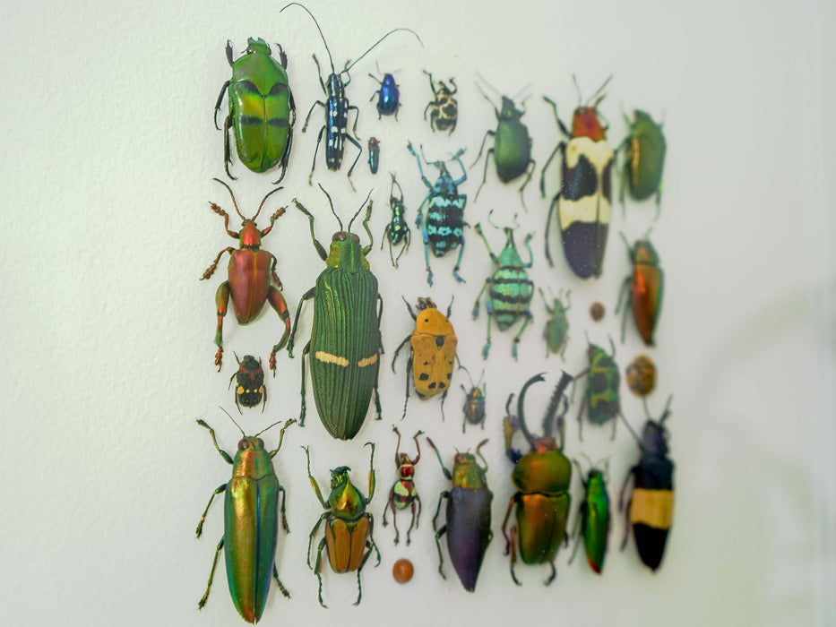 Elsie's Beetles