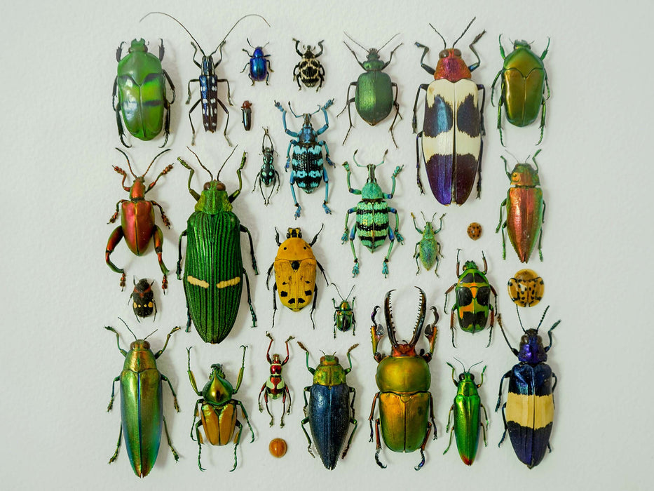 Elsie's Beetles