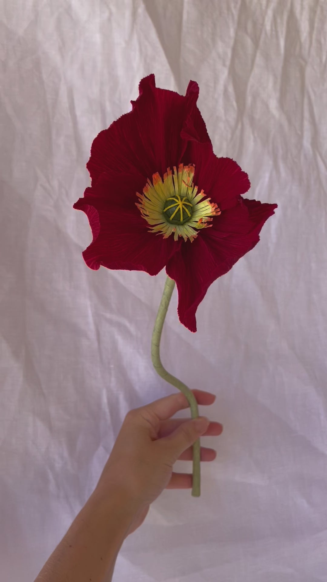 Bunch of Icelandic Poppies