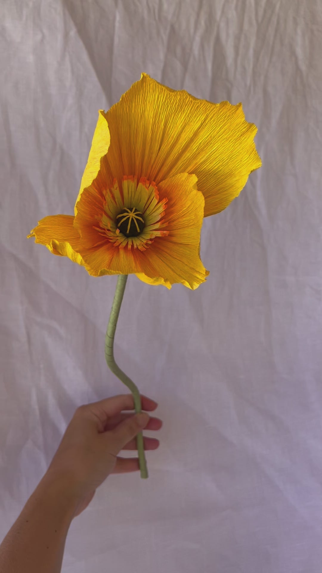 Bunch of Icelandic Poppies