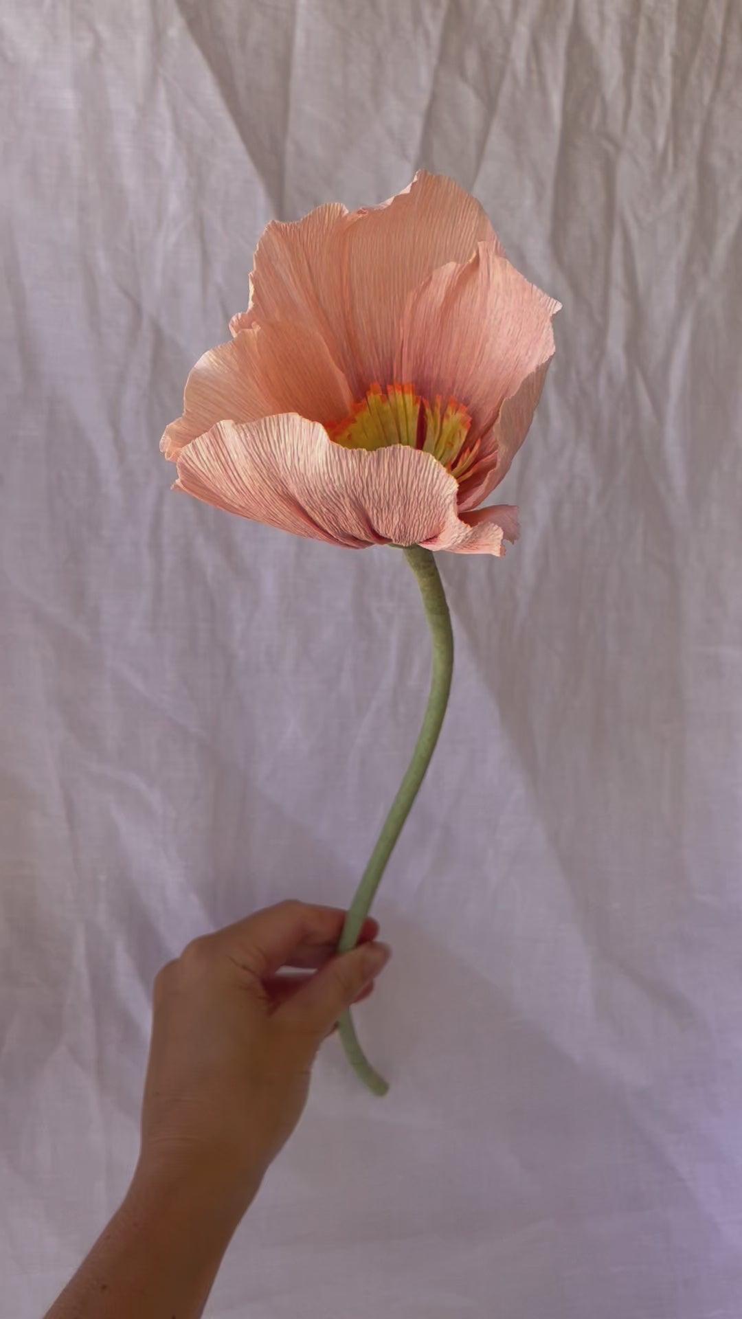 Bunch of Icelandic Poppies