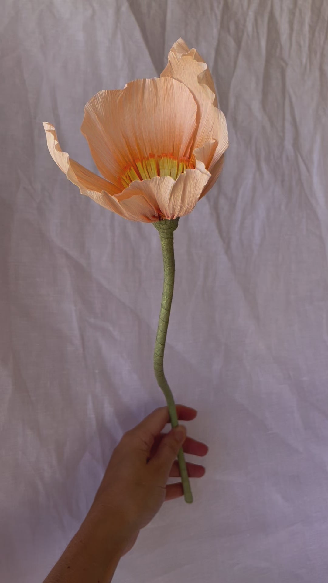 Bunch of Icelandic Poppies