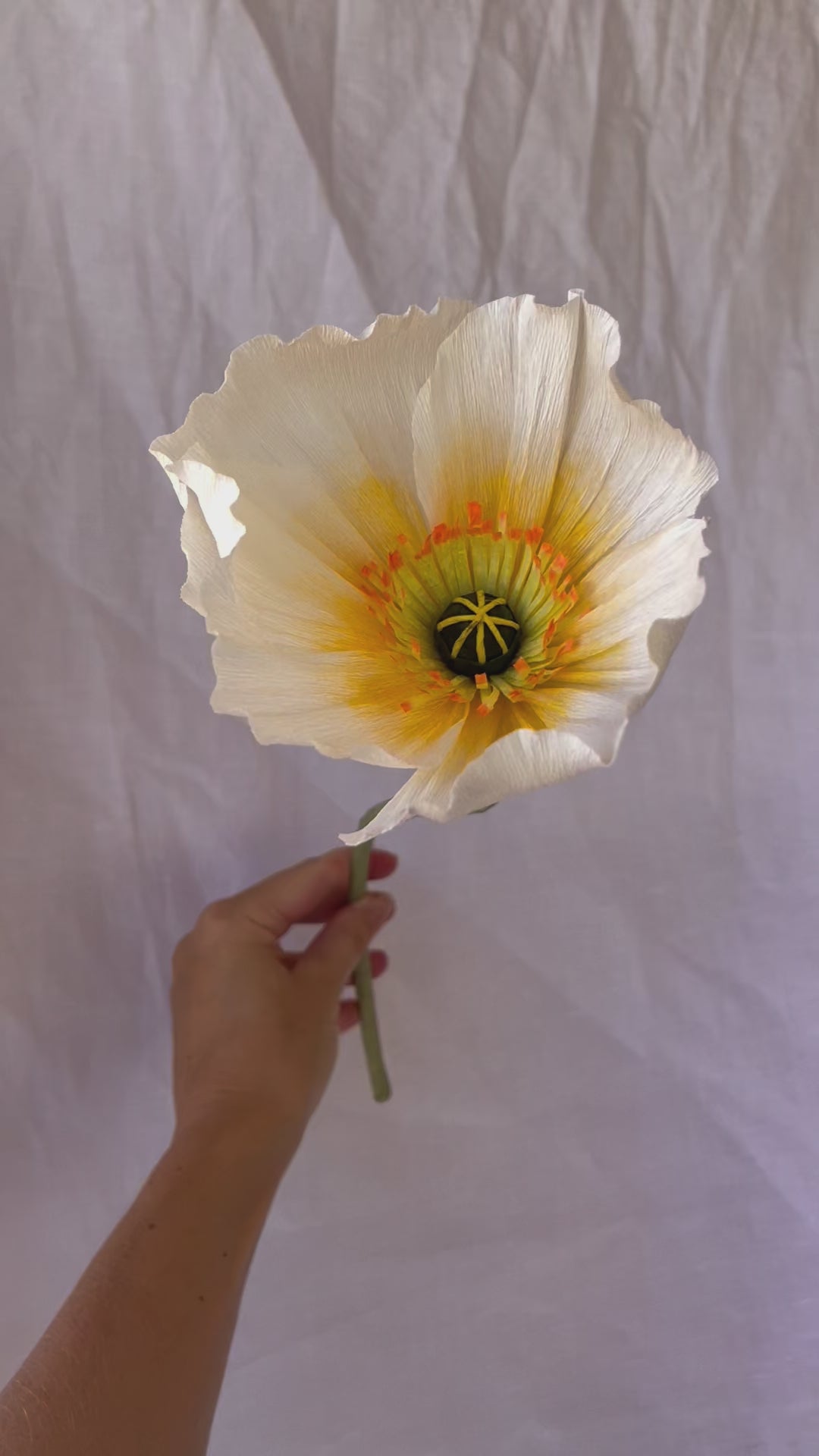 Bunch of Icelandic Poppies