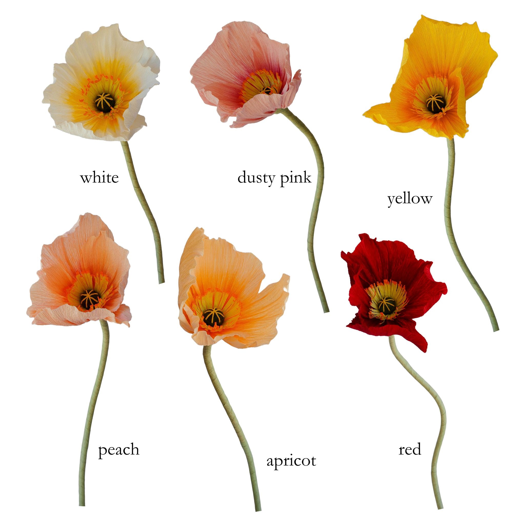 Bunch of Icelandic Poppies