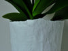 Indoor Plants - Orchid Planter