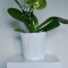 All White Indoor Planter