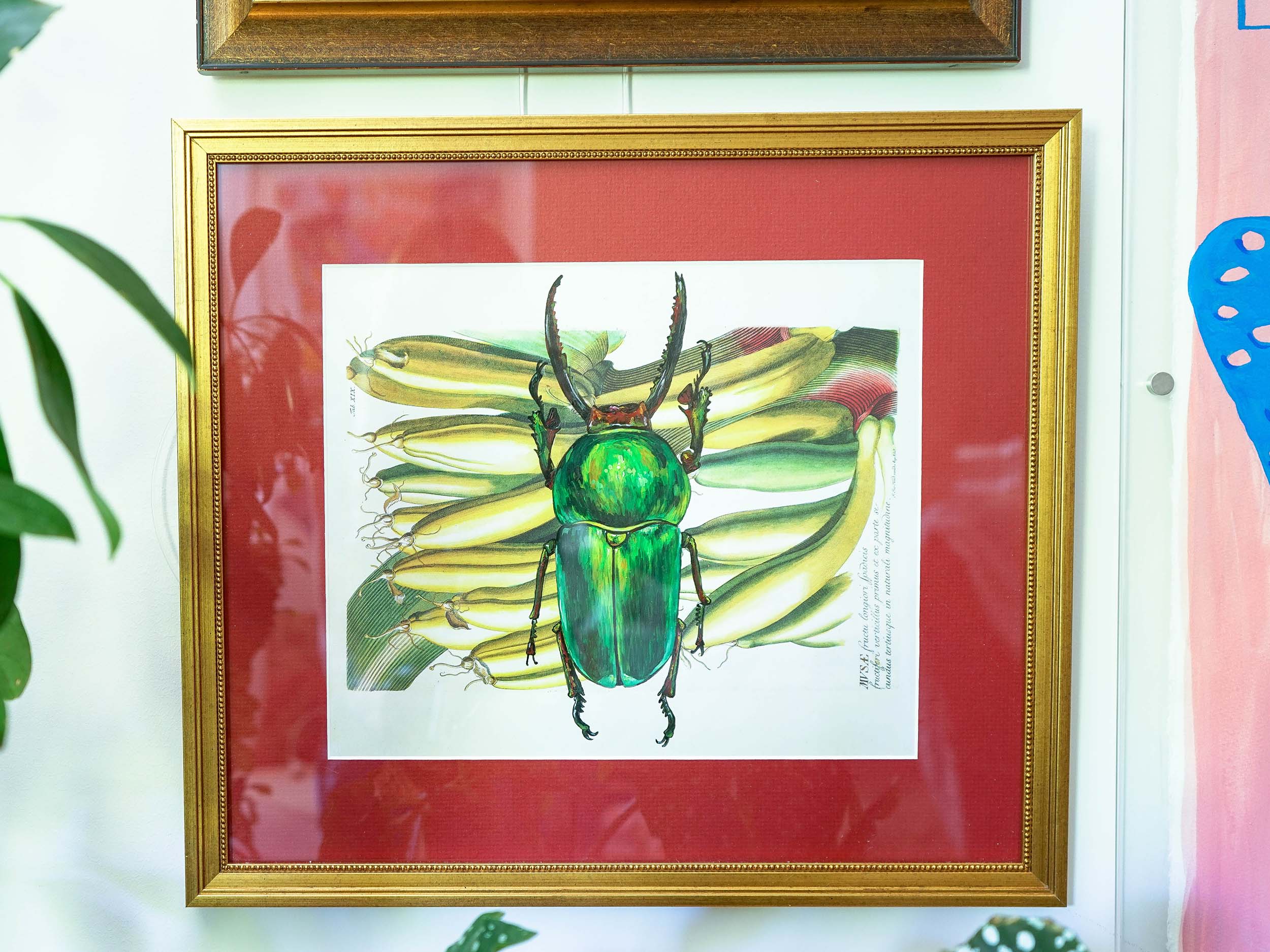 Natural Oology Gallery Wall