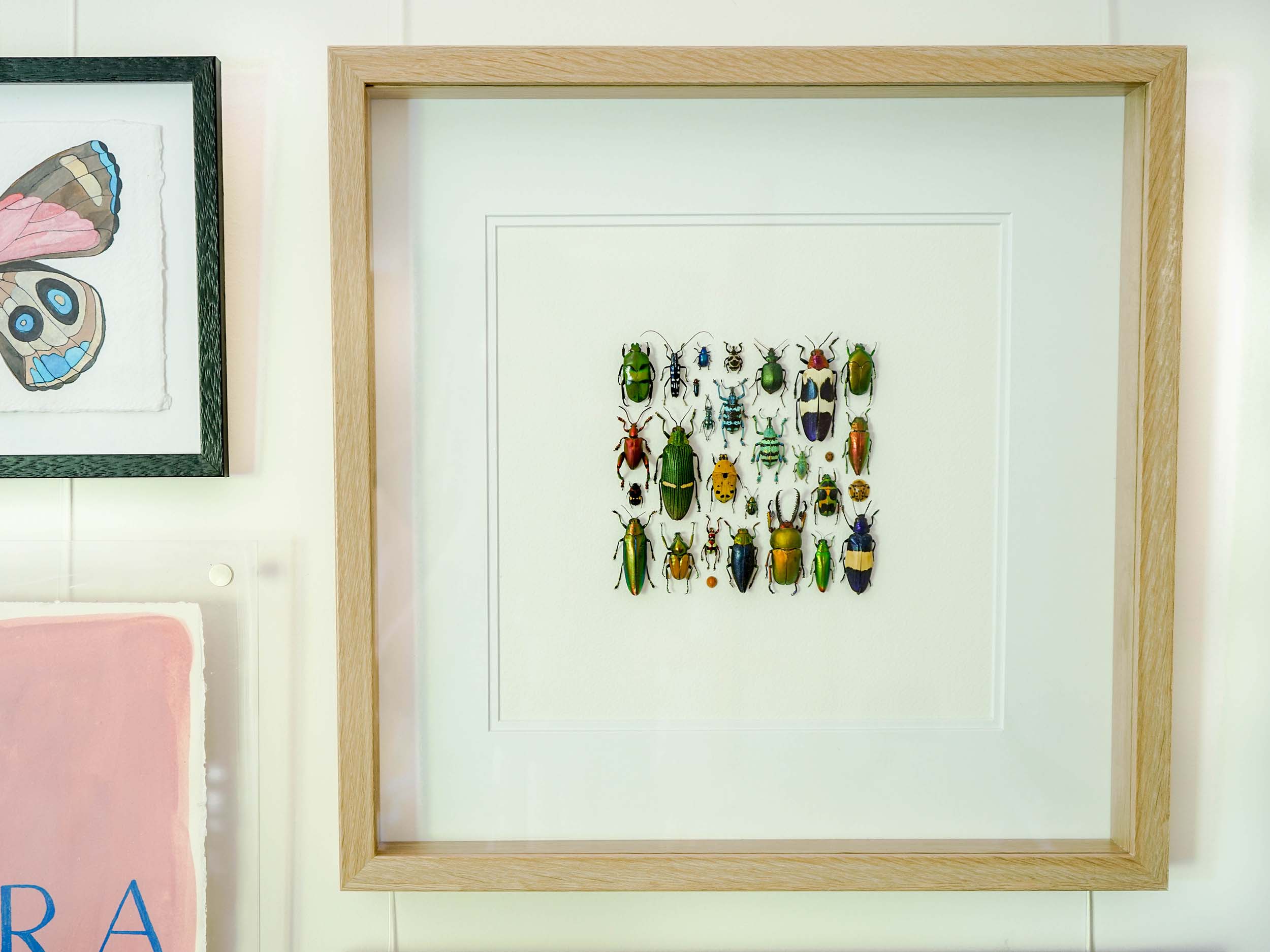 Natural Oology Gallery Wall