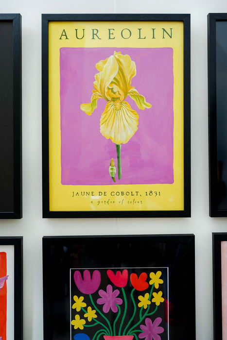 Aureolin - Cobaly Yellow - Bearded Iris - Poster Art