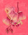 Eucalyptus Synandra - Neon Pink - Blossom