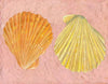 Austral Scallop - Orange Yellow Pink Shells