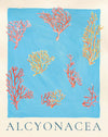 Alcyonacea Coral Poster - Blue Pink Orange