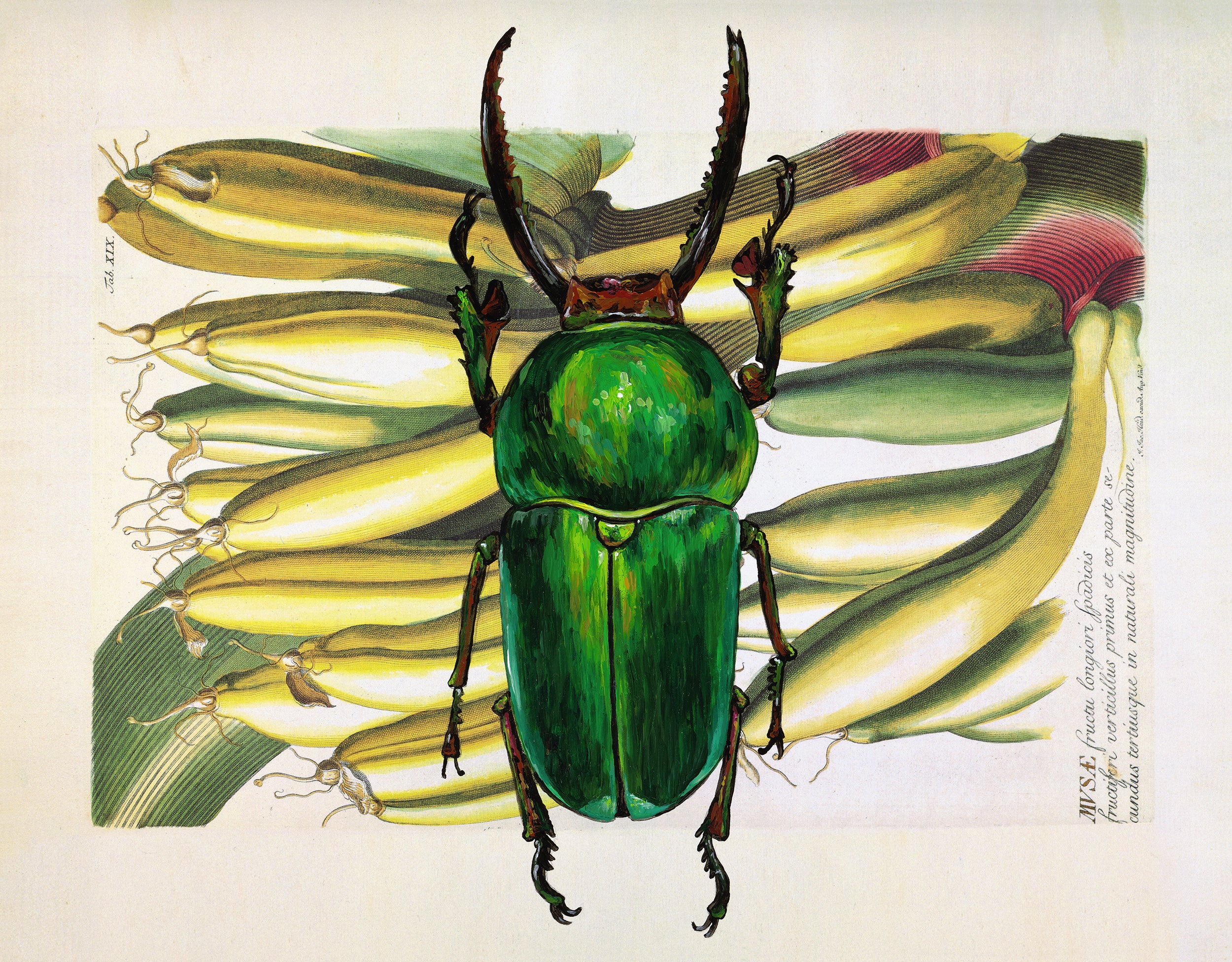 Green Stag Beetle Vintage Botanical Print