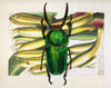 Green Stag Beetle Vintage Botanical Print