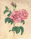 Vintage Rose Botanical - Pierre de Ronsard Print