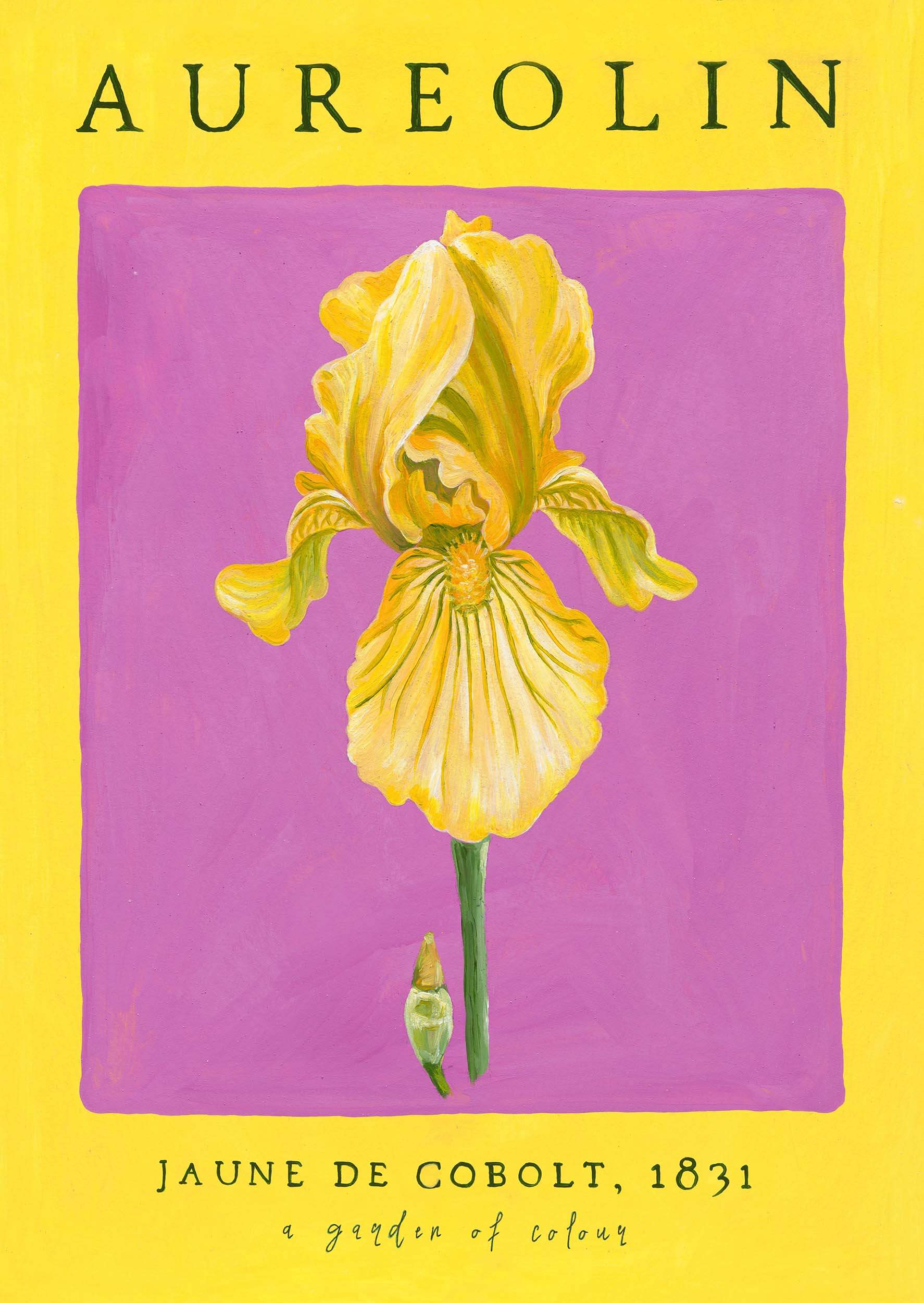 Aureolin - Cobaly Yellow - Bearded Iris - Poster Art