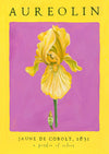 Aureolin - Cobolt Yellow Art Poster - Bearded Iris