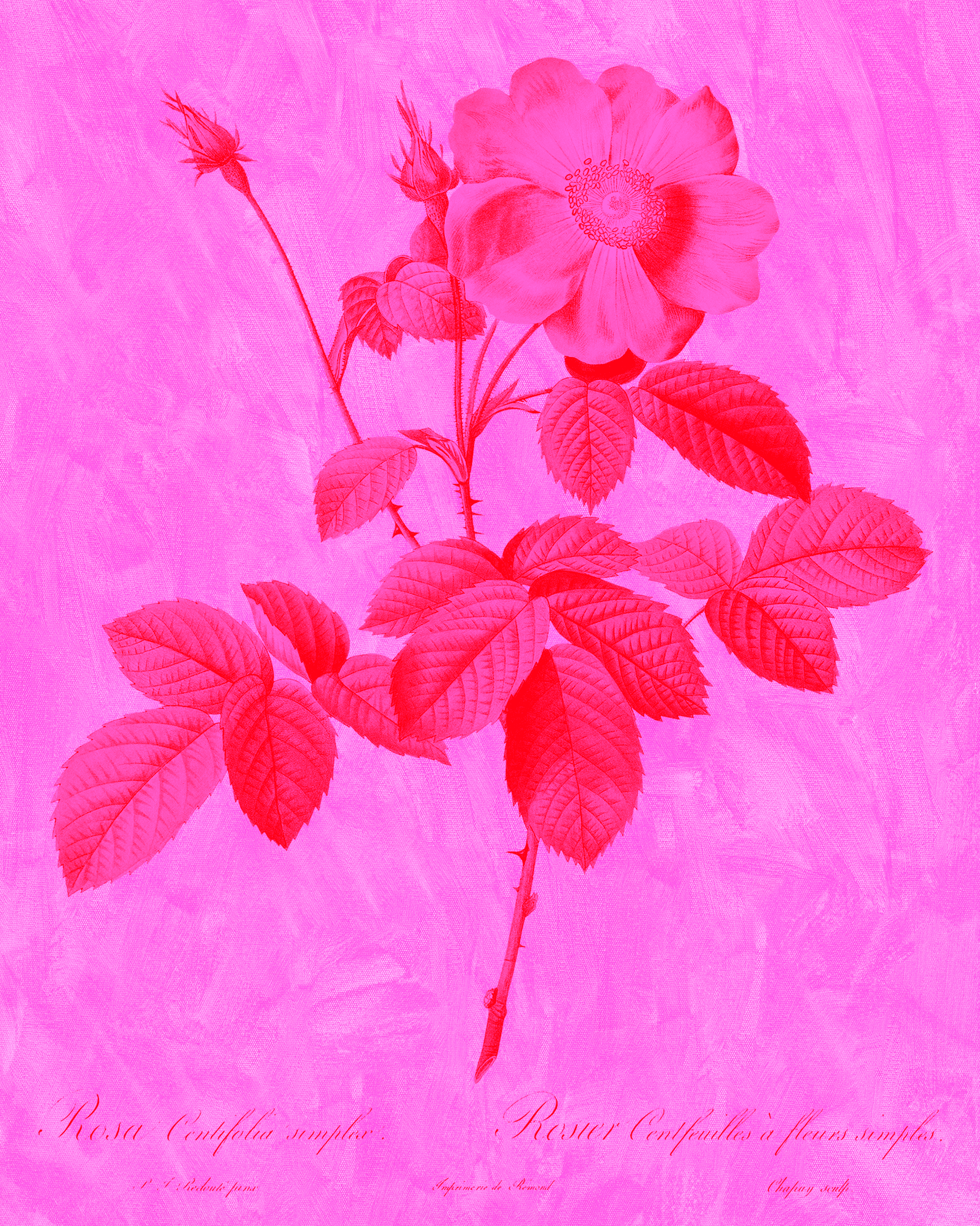 Regular Tee in Rosa Magenta