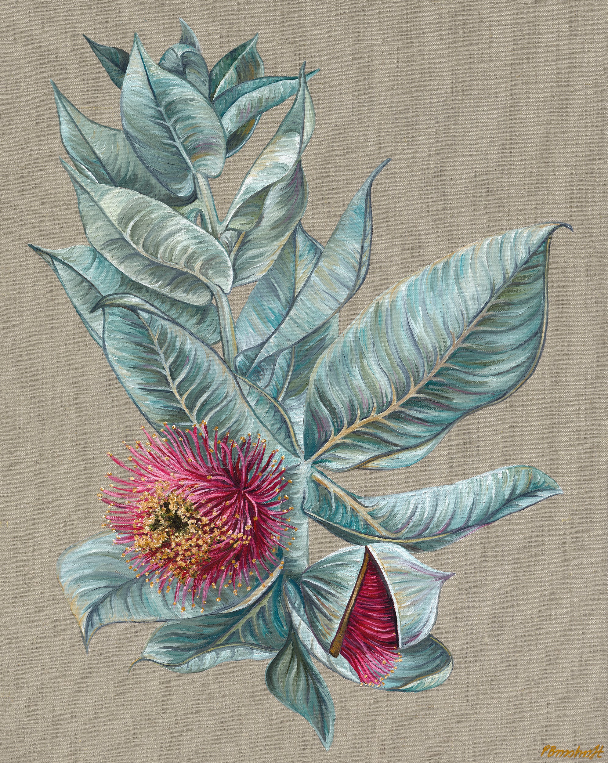 Macrocarpa - Mottlecah - Oil on Raw Linen Canvas